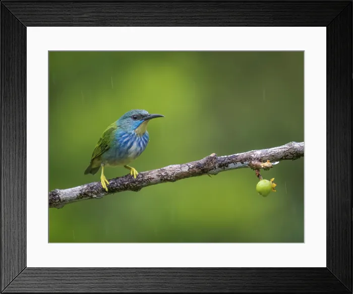 Framed Print : Shining Honeycreeper (Cyanerpes lucidus) female, Boca Tapada, Alajuela Province, Costa Rica Framed Print : Shining Honeycreeper (Cyanerpes lucidus) female, Boca Tapada, Alajuela Province, Costa Rica