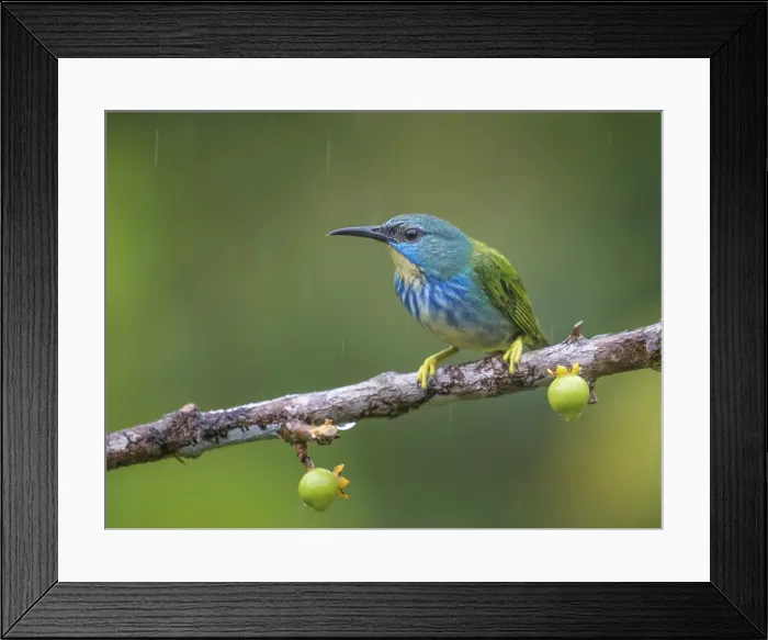 Framed Print : Shining Honeycreeper (Cyanerpes lucidus) female, Boca Tapada, Alajuela Province, Costa Rica Framed Print : Shining Honeycreeper (Cyanerpes lucidus) female, Boca Tapada, Alajuela Province, Costa Rica