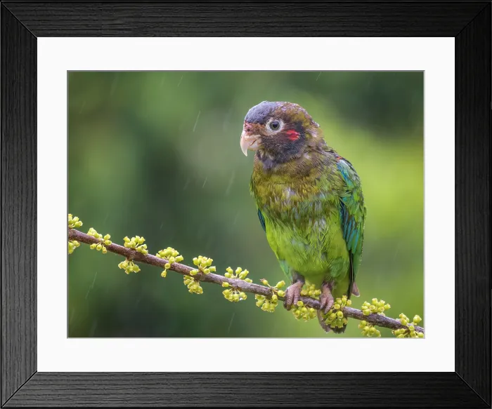 Framed Print : Brown-hooded Parrot (Pyrilia haematotis) in rain, Boca Tapada, Alajuela Province, Costa Rica