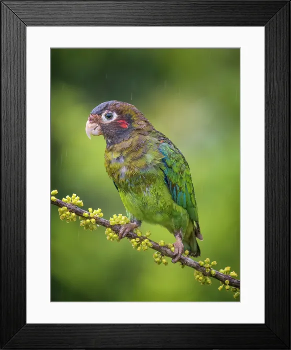 Framed Print : Brown-hooded Parrot (Pyrilia haematotis) in rain, Boca Tapada, Alajuela Province, Costa Rica Framed Print : Brown-hooded Parrot (Pyrilia haematotis) in rain, Boca Tapada, Alajuela Province, Costa Rica