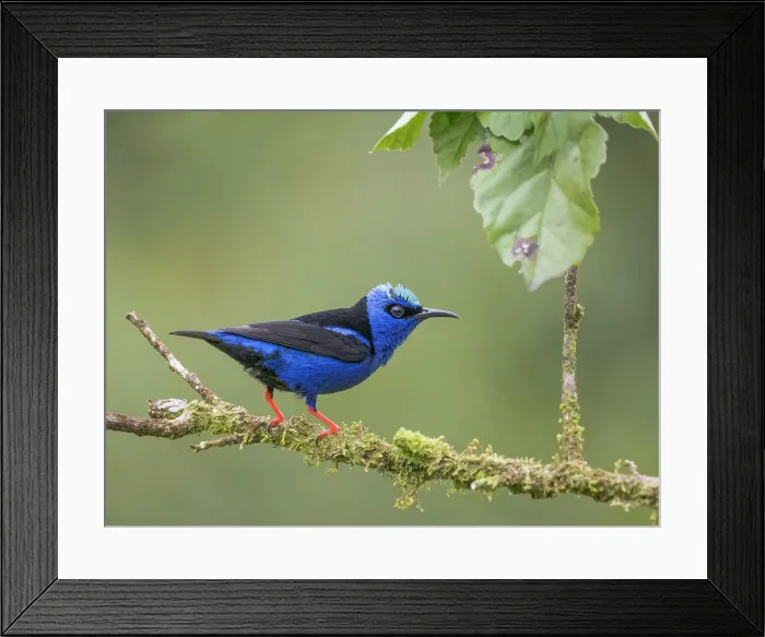 Framed Print : Red-legged Honeycreeper (Cyanerpes cyaneus) male, Boca Tapada, Alajuela Province, Costa Rica Framed Print : Red-legged Honeycreeper (Cyanerpes cyaneus) male, Boca Tapada, Alajuela Province, Costa Rica