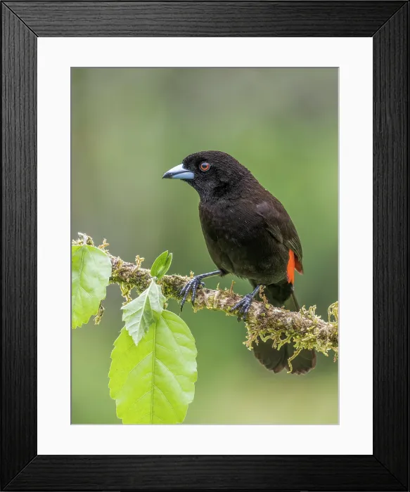 Framed Print : Scarlet-rumped Tanager (Ramphocelus passerinii), Boca Tapada, Alajuela Province, Costa Rica Framed Print : Scarlet-rumped Tanager (Ramphocelus passerinii), Boca Tapada, Alajuela Province, Costa Rica