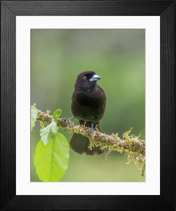 Framed Print : Scarlet-rumped Tanager (Ramphocelus passerinii), Boca Tapada, Alajuela Province, Costa Rica Framed Print : Scarlet-rumped Tanager (Ramphocelus passerinii), Boca Tapada, Alajuela Province, Costa Rica