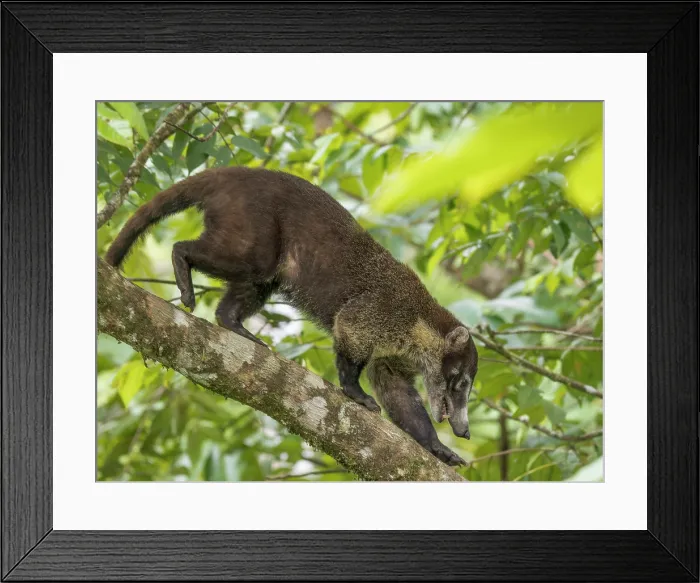 Framed Print : White-nosed Coati (Nasua narica) in tree, Boca Tapada, Alajuela Province, Costa Rica Framed Print : White-nosed Coati (Nasua narica) in tree, Boca Tapada, Alajuela Province, Costa Rica