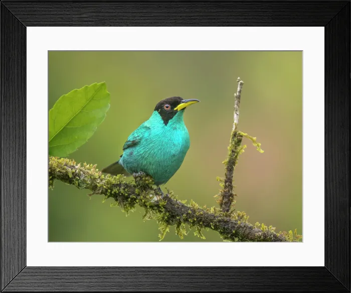 Framed Print : Green Honeycreeper (Chlorophanes spiza) male, Boca Tapada, Alajuela Province, Costa Rica Framed Print : Green Honeycreeper (Chlorophanes spiza) male, Boca Tapada, Alajuela Province, Costa Rica