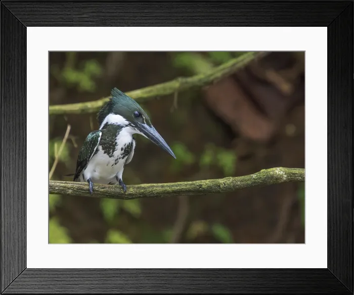 Framed Print : Amazon Kingfisher (Chloroceryle amazona) on the San Carlos River, Boca Tapada, Alajuela Province, Costa Rica Framed Print : Amazon Kingfisher (Chloroceryle amazona) on the San Carlos River, Boca Tapada, Alajuela Province, Costa Rica