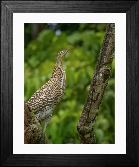 Framed Print : A juvenile Bare-throated Tiger Heron (Tigrisoma mexicanum) on the San Carlos River, Boca Tapada, Alajuela Province, Costa Rica Framed Print : A juvenile Bare-throated Tiger Heron (Tigrisoma mexicanum) on the San Carlos River, Boca Tapada, Alajuela Province, Costa Rica