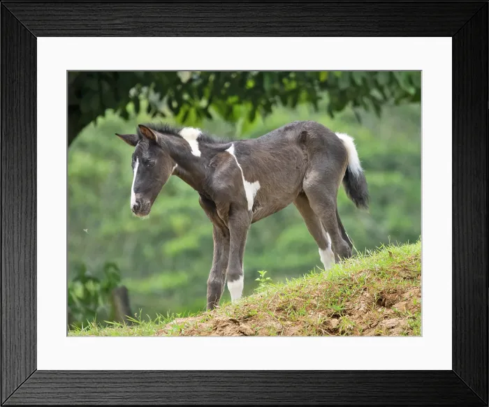 Framed Print : Domestic horse foal on the San Carlos River near Boca Tapada, Alajuela Province, Costa Rica Framed Print : Domestic horse foal on the San Carlos River near Boca Tapada, Alajuela Province, Costa Rica