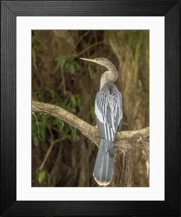 Framed Print : Anhinga (Anhinga anhinga) on the San Carlos River, Boca Tapada, Alajuela Province, Costa Rica Framed Print : Anhinga (Anhinga anhinga) on the San Carlos River, Boca Tapada, Alajuela Province, Costa Rica