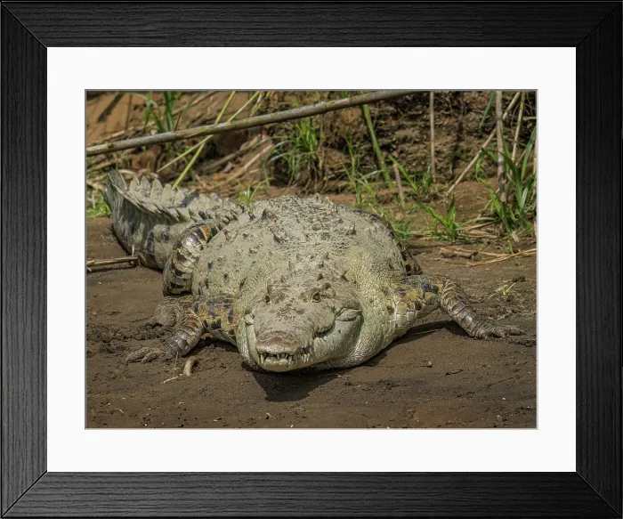 Framed Print : American crocodile (Crocodylus acutus) basking on the San Carlos River, Boca Tapada, Alajuela Province, Costa Rica