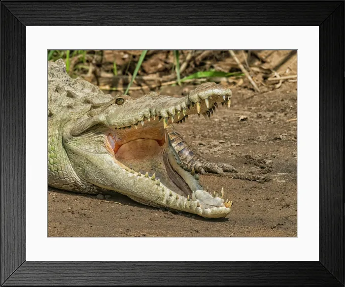 Framed Print : American crocodile (Crocodylus acutus) basking on the San Carlos River, Boca Tapada, Alajuela Province, Costa Rica Framed Print : American crocodile (Crocodylus acutus) basking on the San Carlos River, Boca Tapada, Alajuela Province, Costa Rica