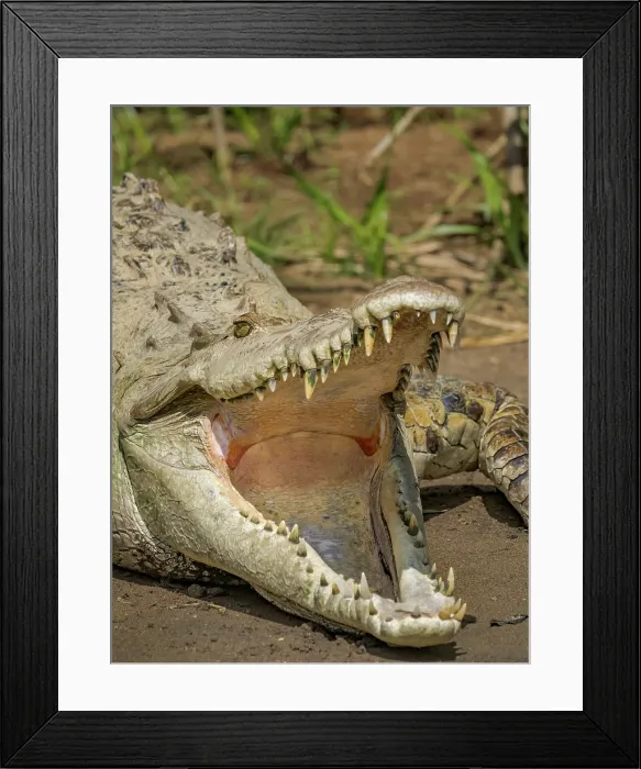 Framed Print : American crocodile (Crocodylus acutus) basking on the San Carlos River, Boca Tapada, Alajuela Province, Costa Rica Framed Print : American crocodile (Crocodylus acutus) basking on the San Carlos River, Boca Tapada, Alajuela Province, Costa Rica