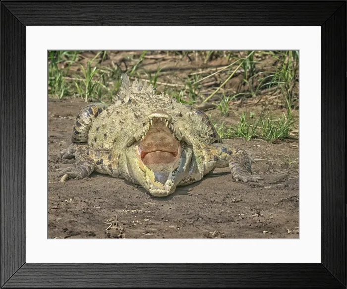 Framed Print : American crocodile (Crocodylus acutus) basking on the San Carlos River, Boca Tapada, Alajuela Province, Costa Rica Framed Print : American crocodile (Crocodylus acutus) basking on the San Carlos River, Boca Tapada, Alajuela Province, Costa Rica