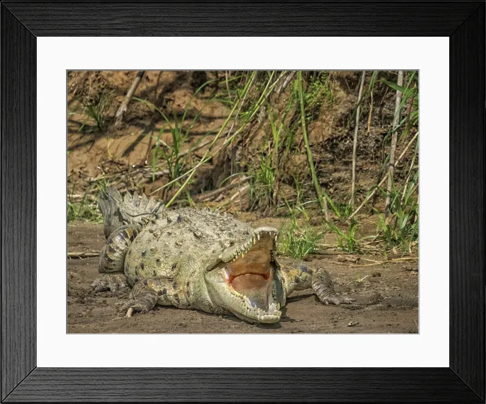 Framed Print : American crocodile (Crocodylus acutus) basking on the San Carlos River, Boca Tapada, Alajuela Province, Costa Rica Framed Print : American crocodile (Crocodylus acutus) basking on the San Carlos River, Boca Tapada, Alajuela Province, Costa Rica