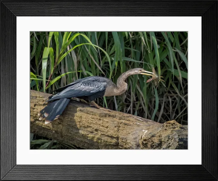 Framed Print : Anhinga (Anhinga anhinga) with a Suckermouth Catfish (Hypostomus plecostomus) as prey on the San Carlos River, Boca Tapada, Alajuela Province, Costa Rica Framed Print : Anhinga (Anhinga anhinga) with a Suckermouth Catfish (Hypostomus plecostomus) as prey on the San Carlos River, Boca Tapada, Alajuela Province, Costa Rica