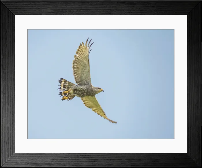 Framed Print : Gray-lined Hawk (Buteo nitidus), Boca Tapada, Alajuela Province, Costa Rica