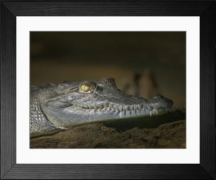 Framed Print : American crocodile (Crocodylus acutus) basking on the San Carlos River, Boca Tapada, Alajuela Province, Costa Rica Framed Print : American crocodile (Crocodylus acutus) basking on the San Carlos River, Boca Tapada, Alajuela Province, Costa Rica