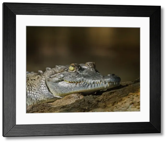 Framed Print : American crocodile (Crocodylus acutus) basking on the San Carlos River, Boca Tapada, Alajuela Province, Costa Rica Framed Print : American crocodile (Crocodylus acutus) basking on the San Carlos River, Boca Tapada, Alajuela Province, Costa Rica