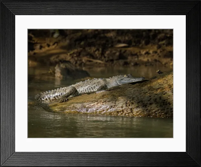 Framed Print : American crocodile (Crocodylus acutus) basking on the San Carlos River, Boca Tapada, Alajuela Province, Costa Rica Framed Print : American crocodile (Crocodylus acutus) basking on the San Carlos River, Boca Tapada, Alajuela Province, Costa Rica