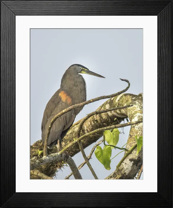 Framed Print : Bare-throated Tiger Heron (Tigrisoma mexicanum) on the San Carlos River, Boca Tapada, Alajuela Province, Costa Rica Framed Print : Bare-throated Tiger Heron (Tigrisoma mexicanum) on the San Carlos River, Boca Tapada, Alajuela Province, Costa Rica