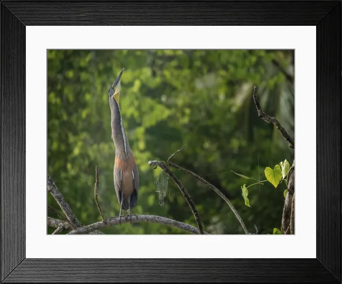 Framed Print : Bare-throated Tiger Heron (Tigrisoma mexicanum) on the San Carlos River, Boca Tapada, Alajuela Province, Costa Rica Framed Print : Bare-throated Tiger Heron (Tigrisoma mexicanum) on the San Carlos River, Boca Tapada, Alajuela Province, Costa Rica