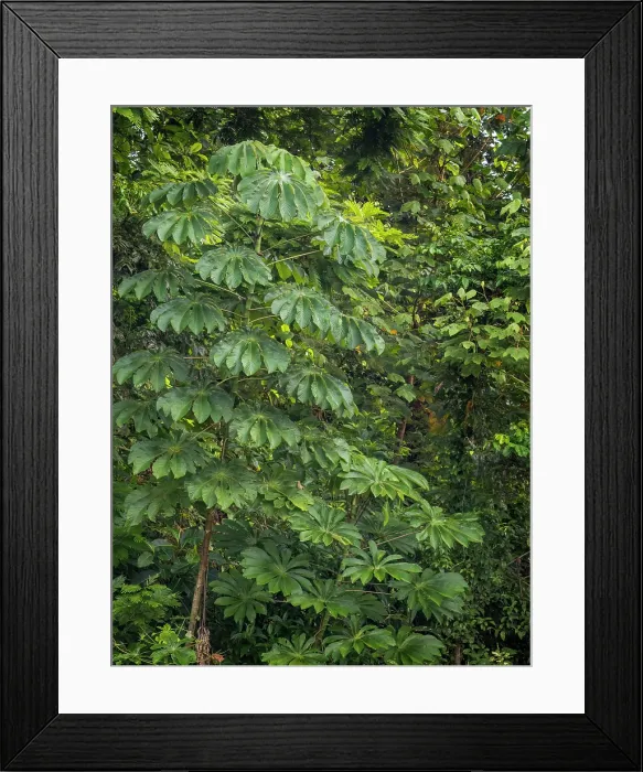 Framed Print : Intimate view of lush forest details near Boca Tapada, Alajuela Province, Costa Rica Framed Print : Intimate view of lush forest details near Boca Tapada, Alajuela Province, Costa Rica