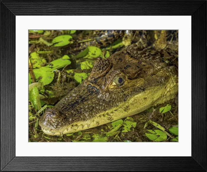 Framed Print : Spectacled Caiman (Caiman crocodilus), Boca Tapada, Alajuela Province, Costa Rica Framed Print : Spectacled Caiman (Caiman crocodilus), Boca Tapada, Alajuela Province, Costa Rica