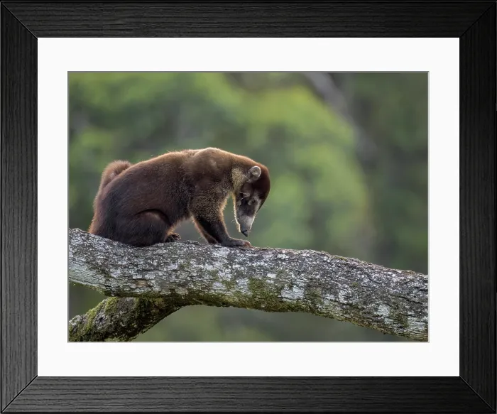 Framed Print : White-nosed Coati (Nasua narica), Boca Tapada, Alajuela Province, Costa Rica Framed Print : White-nosed Coati (Nasua narica), Boca Tapada, Alajuela Province, Costa Rica