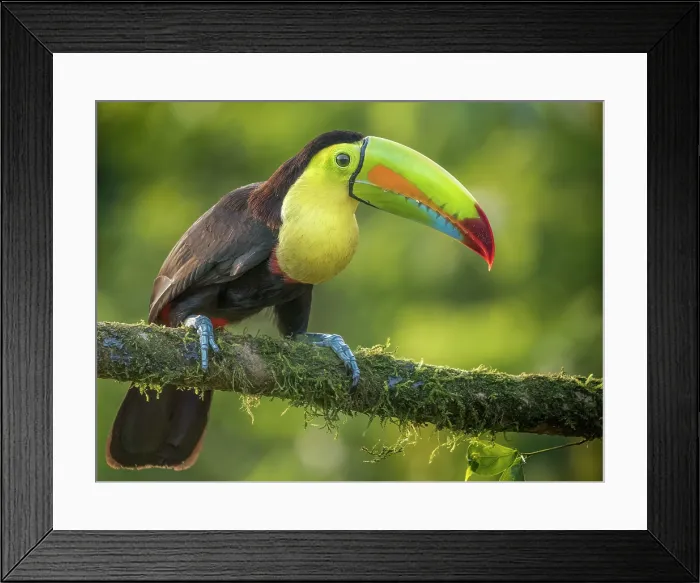 Framed Print : Keel-billed Toucan (Ramphastos sulfuratus), Boca Tapada, Alajuela Province, Costa Rica Framed Print : Keel-billed Toucan (Ramphastos sulfuratus), Boca Tapada, Alajuela Province, Costa Rica