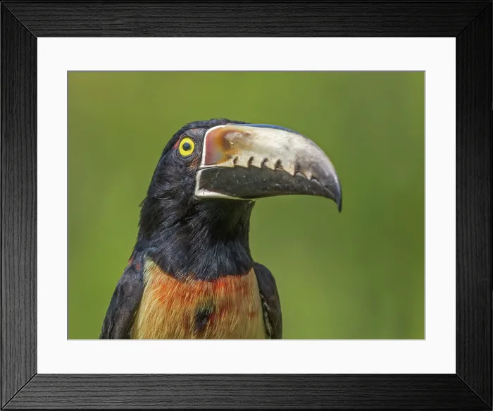 Framed Print : Boca Tapada, Alajuela Province, Costa Rica Framed Print : Boca Tapada, Alajuela Province, Costa Rica