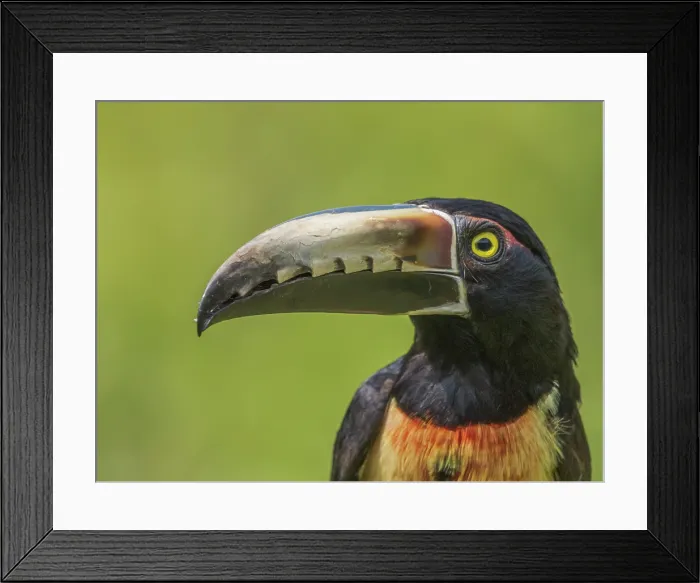 Framed Print : Boca Tapada, Alajuela Province, Costa Rica Framed Print : Boca Tapada, Alajuela Province, Costa Rica