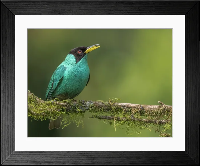 Framed Print : Green Honeycreeper (Chlorophanes spiza) male, Boca Tapada, Alajuela Province, Costa Rica Framed Print : Green Honeycreeper (Chlorophanes spiza) male, Boca Tapada, Alajuela Province, Costa Rica