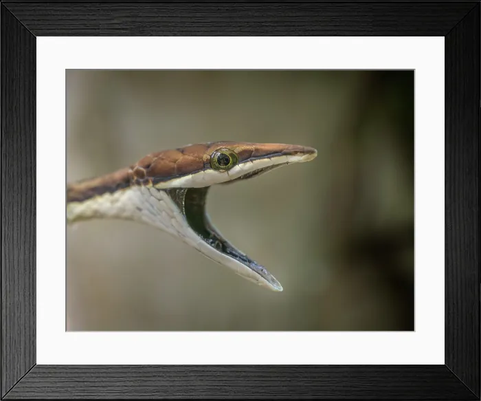 Framed Print : Brown Vine Snake (Oxybelis aeneus), Boca Tapada, Alajuela Province, Costa Rica Framed Print : Brown Vine Snake (Oxybelis aeneus), Boca Tapada, Alajuela Province, Costa Rica