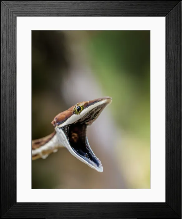 Framed Print : Brown Vine Snake (Oxybelis aeneus), Boca Tapada, Alajuela Province, Costa Rica Framed Print : Brown Vine Snake (Oxybelis aeneus), Boca Tapada, Alajuela Province, Costa Rica