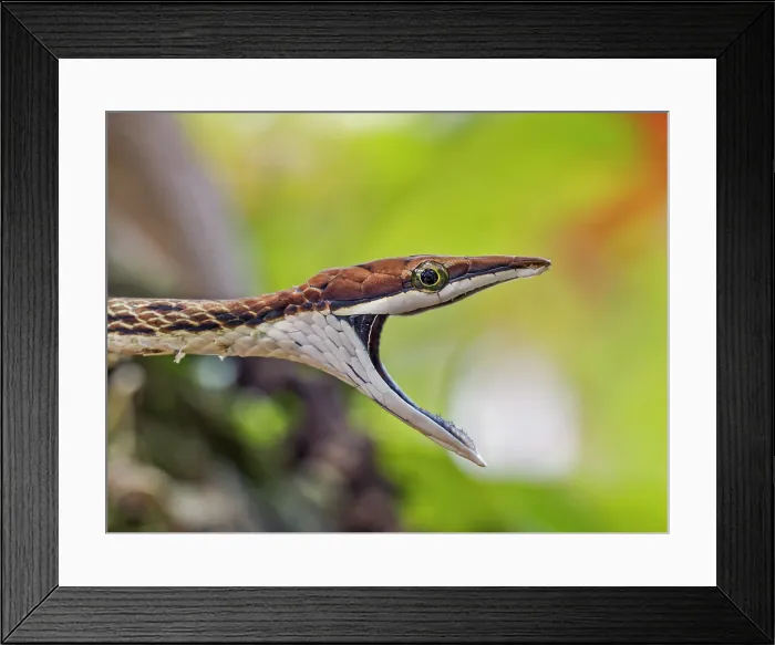 Framed Print : Brown Vine Snake (Oxybelis aeneus), Boca Tapada, Alajuela Province, Costa Rica Framed Print : Brown Vine Snake (Oxybelis aeneus), Boca Tapada, Alajuela Province, Costa Rica