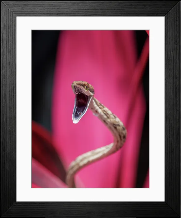 Framed Print : Brown Vine Snake (Oxybelis aeneus), Boca Tapada, Alajuela Province, Costa Rica Framed Print : Brown Vine Snake (Oxybelis aeneus), Boca Tapada, Alajuela Province, Costa Rica