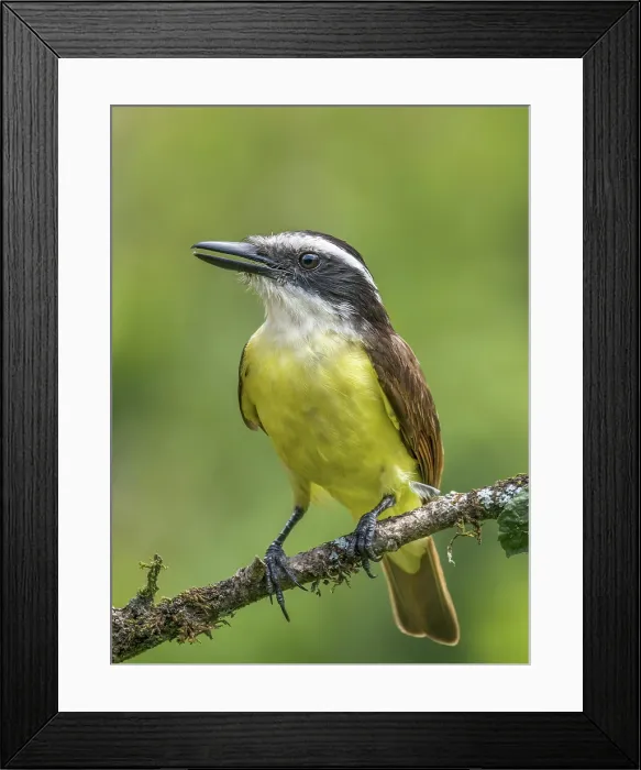 Framed Print : Great Kiskadee (Pitangus sulphuratus), Boca Tapada, Alajuela Province, Costa Rica Framed Print : Great Kiskadee (Pitangus sulphuratus), Boca Tapada, Alajuela Province, Costa Rica