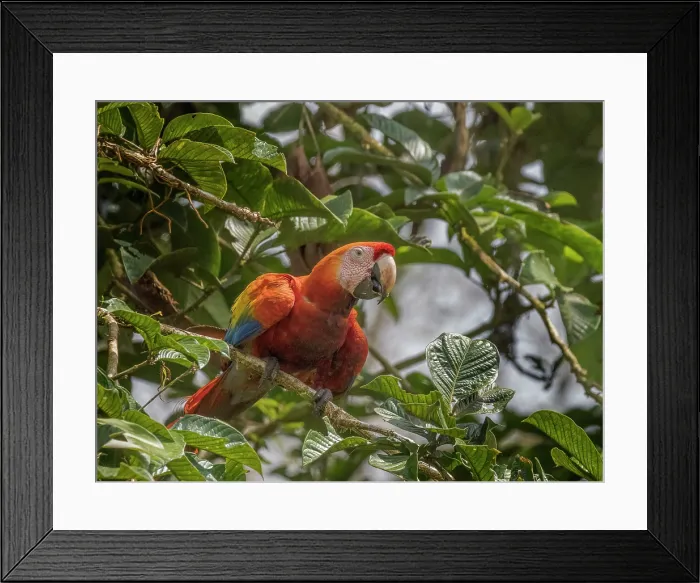 Framed Print : Scarlet Macaw (Ara macao), Boca Tapada, Alajuela Province, Costa Rica Framed Print : Scarlet Macaw (Ara macao), Boca Tapada, Alajuela Province, Costa Rica