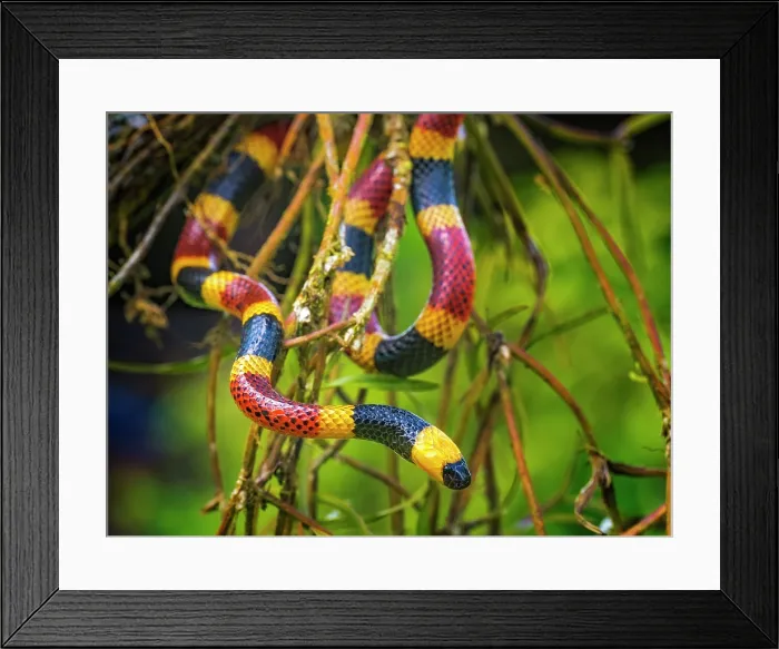 Framed Print : Costa Rican Coral Snake (Micrurus mosquitensis), Boca Tapada, Alajuela Province, Costa Rica Framed Print : Costa Rican Coral Snake (Micrurus mosquitensis), Boca Tapada, Alajuela Province, Costa Rica