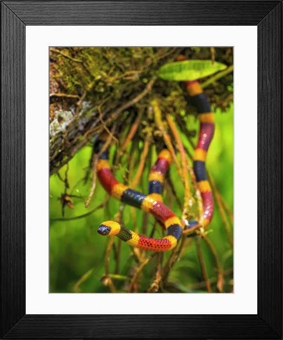 Framed Print : Costa Rican Coral Snake (Micrurus mosquitensis), Boca Tapada, Alajuela Province, Costa Rica Framed Print : Costa Rican Coral Snake (Micrurus mosquitensis), Boca Tapada, Alajuela Province, Costa Rica