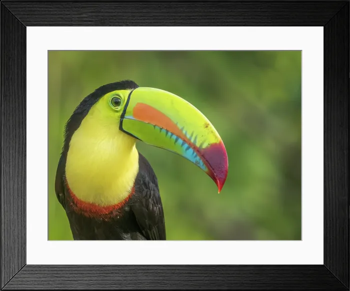 Framed Print : Keel-billed Toucan (Ramphastos sulfuratus), Boca Tapada, Alajuela Province, Costa Rica Framed Print : Keel-billed Toucan (Ramphastos sulfuratus), Boca Tapada, Alajuela Province, Costa Rica