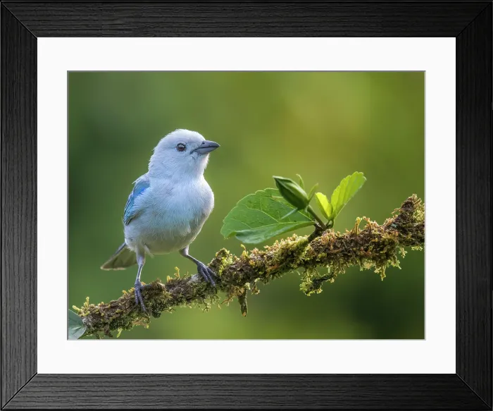 Framed Print : Blue-gray Tanager (Thraupis episcopus), Boca Tapada, Alajuela Province, Costa Rica Framed Print : Blue-gray Tanager (Thraupis episcopus), Boca Tapada, Alajuela Province, Costa Rica