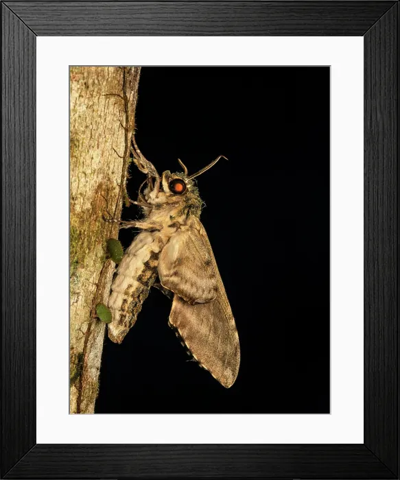 Framed Print : Banded Sphinx Moth (Agrius cingulata), Boca Tapada, Alajuela Province, Costa Rica Framed Print : Banded Sphinx Moth (Agrius cingulata), Boca Tapada, Alajuela Province, Costa Rica