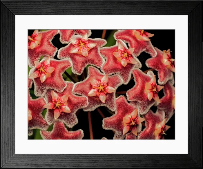 Framed Print : Hoya spp. blossom, Boca Tapada, Alajuela Province, Costa Rica Framed Print : Hoya spp. blossom, Boca Tapada, Alajuela Province, Costa Rica