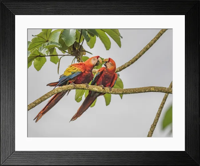 Framed Print : Scarlet Macaw (Ara macao) mated pair interacting, Boca Tapada, Alajuela Province, Costa Rica Framed Print : Scarlet Macaw (Ara macao) mated pair interacting, Boca Tapada, Alajuela Province, Costa Rica