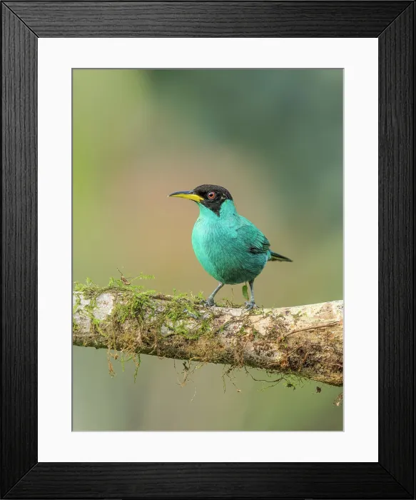Framed Print : Green Honeycreeper (Chlorophanes spiza), Boca Tapada, Alajuela Province, Costa Rica Framed Print : Green Honeycreeper (Chlorophanes spiza), Boca Tapada, Alajuela Province, Costa Rica