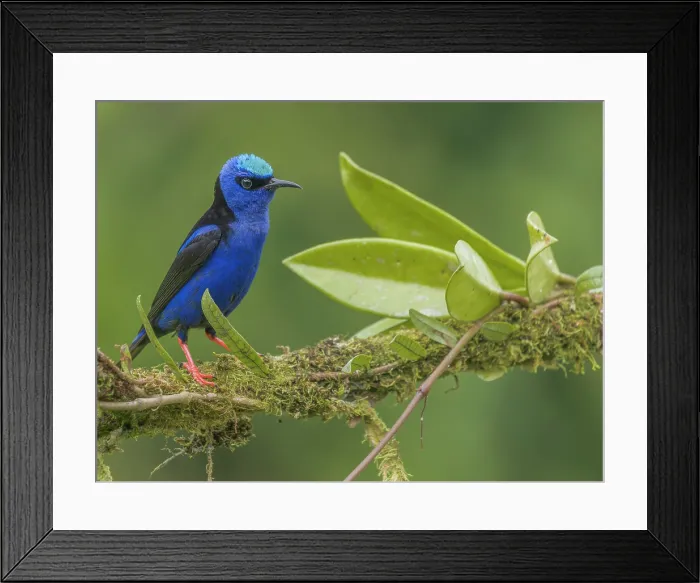 Framed Print : Red-legged Honeycreeper (Cyanerpes cyaneus), Boca Tapada, Alajuela Province, Costa Rica Framed Print : Red-legged Honeycreeper (Cyanerpes cyaneus), Boca Tapada, Alajuela Province, Costa Rica