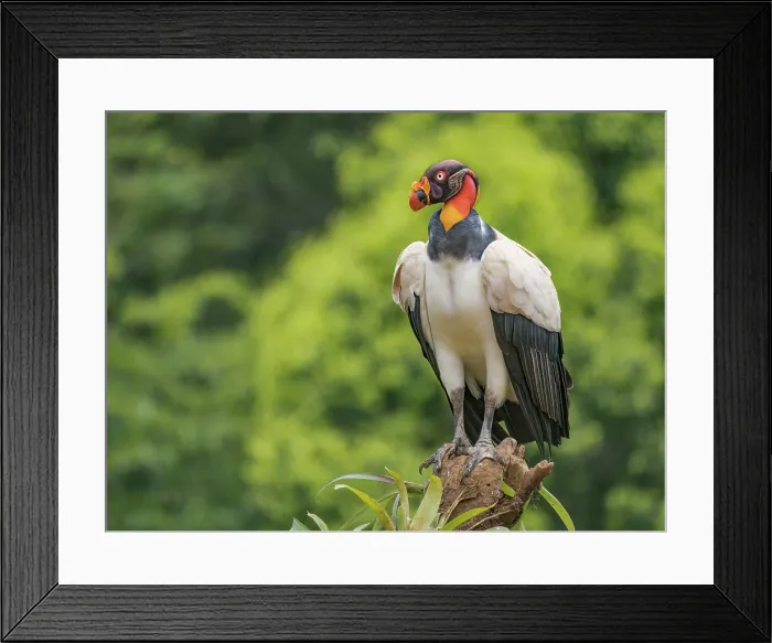 Framed Print : King Vulture (Sarcoramphus papa), Boca Tapada, Alajuela Province, Costa Rica Framed Print : King Vulture (Sarcoramphus papa), Boca Tapada, Alajuela Province, Costa Rica