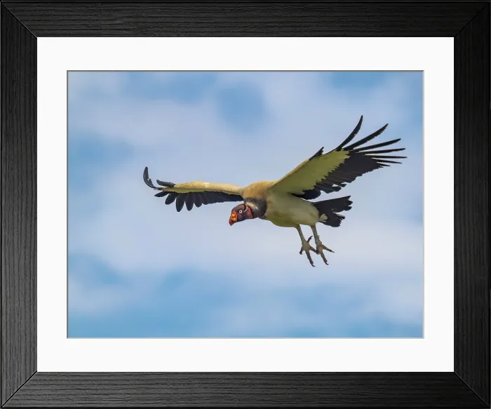 Framed Print : King Vulture (Sarcoramphus papa), Boca Tapada, Alajuela Province, Costa Rica Framed Print : King Vulture (Sarcoramphus papa), Boca Tapada, Alajuela Province, Costa Rica