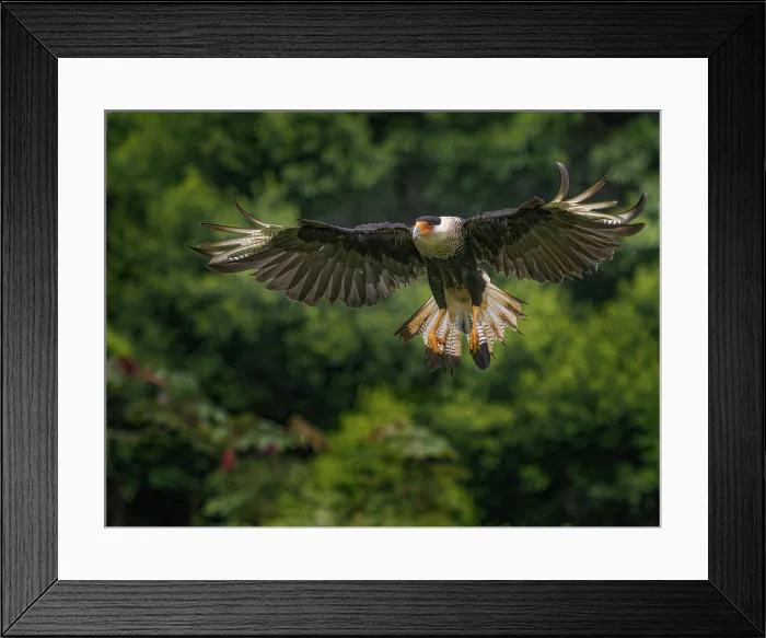 Framed Print : Crested Caracara (Caracara plancus) in flight, Boca Tapada, Alajuela Province, Costa Rica Framed Print : Crested Caracara (Caracara plancus) in flight, Boca Tapada, Alajuela Province, Costa Rica